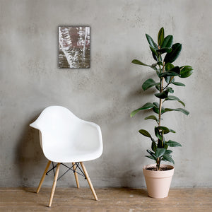 Birch